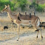 Impala - Kruger